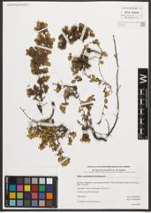 Foto von Salix nummularia Andersson